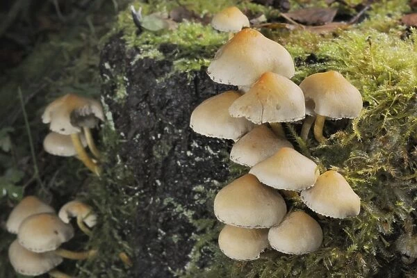 Sulphur tuft fungi (Hypholoma fasciculare) growing on a rotten mossy log in deciduous woodland