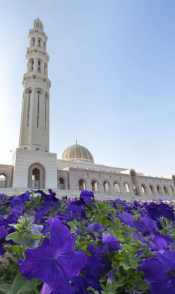 Sultan Qaboos Mosque minaret with violet petunia flowers in the foreground, Muscat, Oman