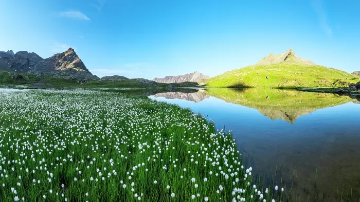 Framed Print : Summer bloom of cotton grass on green meadows surrounding Lago Bianco lake, Gavia Pass, Valfurva, Valtellina, Lombardy, Italy Framed Print : Summer bloom of cotton grass on green meadows surrounding Lago Bianco lake, Gavia Pass, Valfurva, Valtellina, Lombardy, Italy