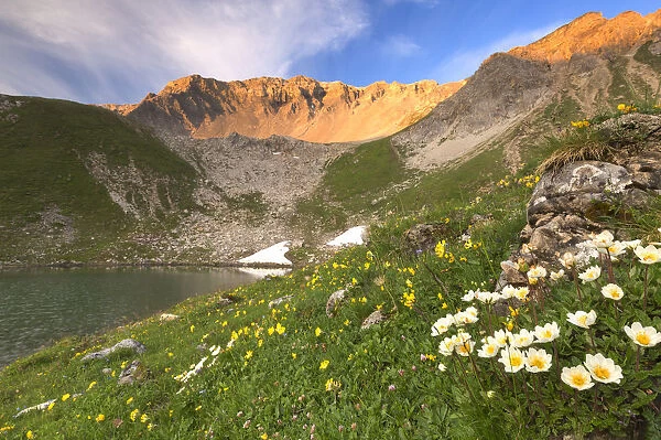 Summer blooms at Lej da Prastinaun, Arpiglia Valley (Val Arpiglia), Engadine Valley