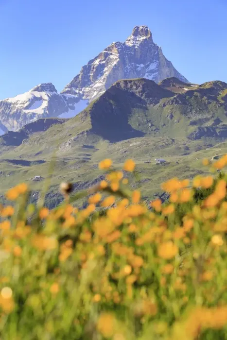 Framed Print : Summer blooms with the Matterhorn in the background, Cheneil, Valtournanche, Aosta Valley Framed Print : Summer blooms with the Matterhorn in the background, Cheneil, Valtournanche, Aosta Valley