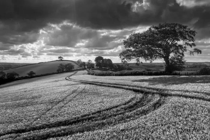 Framed Print : Summer crop field in rolling countryside, Crediton, Devon, England, United Kingdom Framed Print : Summer crop field in rolling countryside, Crediton, Devon, England, United Kingdom