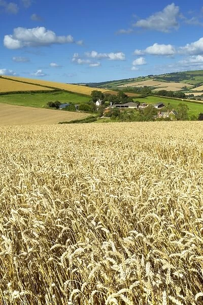 Summer Fields, Thorverton, Devon, England, United Kingdom, Europe