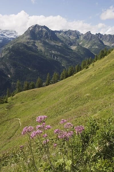 Summer flowers, Chamonix Valley, Rhone Alps, France, Europe