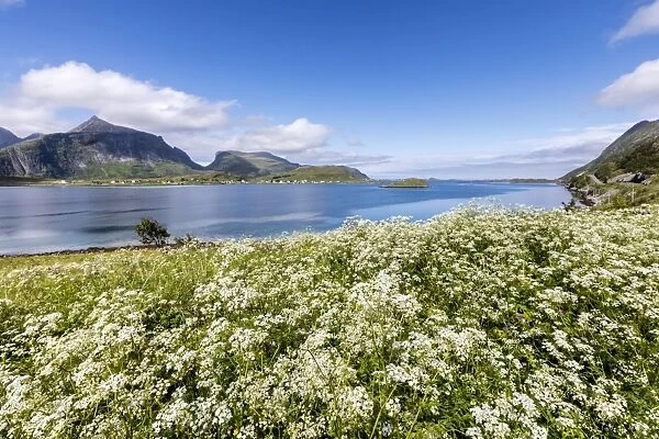 Summer flowers framed by clear water, Fredvang, Flakstad municipality, Nordland county