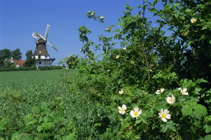 Framed Print : Summer flowers in hedge with the Egeskov Windmill behind, Funen, Denmark Framed Print : Summer flowers in hedge with the Egeskov Windmill behind, Funen, Denmark