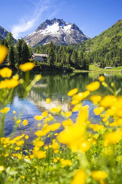 Summer flowers at Lake Cavloc, Forno Valley, Maloja Pass, Engadine, Graubunden, Switzerland