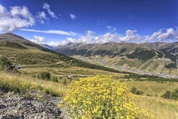 Summer flowers, Minor Valley, High Valtellina, Livigno, Lombardy, Italy, Europe