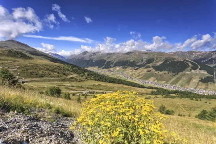 Framed Print : Summer flowers, Minor Valley, High Valtellina, Livigno, Lombardy, Italy, Europe Framed Print : Summer flowers, Minor Valley, High Valtellina, Livigno, Lombardy, Italy, Europe
