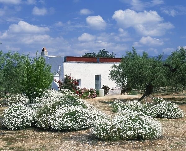 Summer flowers in front of a white walled Spanish villa in Valencia