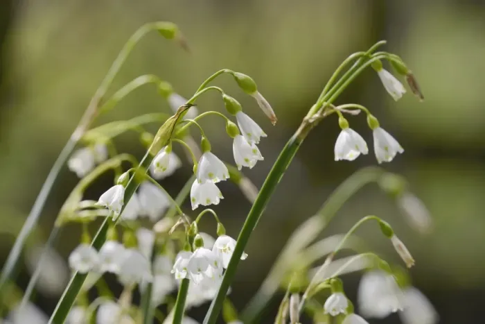 Framed Print : Summer snowflake (Loddon lily (Leucojum aestivum) flowering in damp riverside woodland Framed Print : Summer snowflake (Loddon lily (Leucojum aestivum) flowering in damp riverside woodland