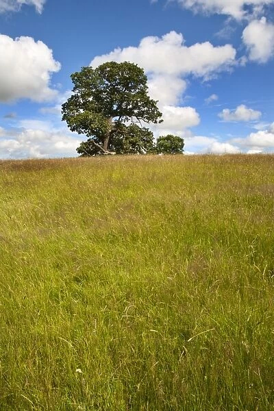 Summer tree and long grass at Jacob Smith Park Knaresborough, North Yorkshire, Yorkshire, England, United Kingdom, Europe