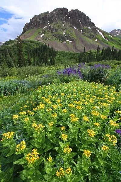 Summer wildflowers in Colorados San Juan mountains, Colorado, United States of America