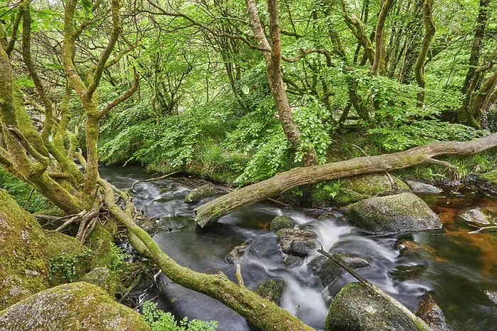 Framed Print : Summer woodland along the banks of the boulder-strewn River Dart, at Dartmeet, Dartmoor National Park, Devon, England, United Kingdom, Europe Framed Print : Summer woodland along the banks of the boulder-strewn River Dart, at Dartmeet, Dartmoor National Park, Devon, England, United Kingdom, Europe
