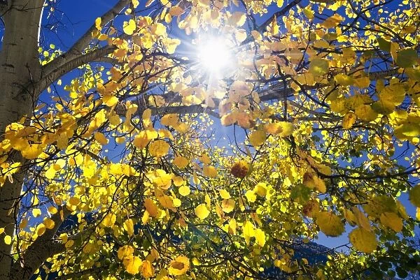 Sun through autumn leaves, Switzerland, Europe