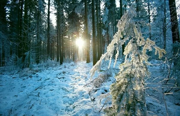The sun finding a small opening in the snowy forest of Koenigstuhl, Heidelberg, Baden-Wurttemberg