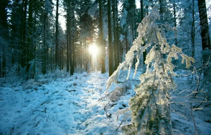 Framed Print : The sun finding a small opening in the snowy forest of Koenigstuhl, Heidelberg, Baden-Wurttemberg Framed Print : The sun finding a small opening in the snowy forest of Koenigstuhl, Heidelberg, Baden-Wurttemberg
