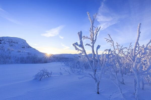 Last sun on frost plants, Riskgransen, Norbottens Ian, Lapland, Sweden, Scandinavia