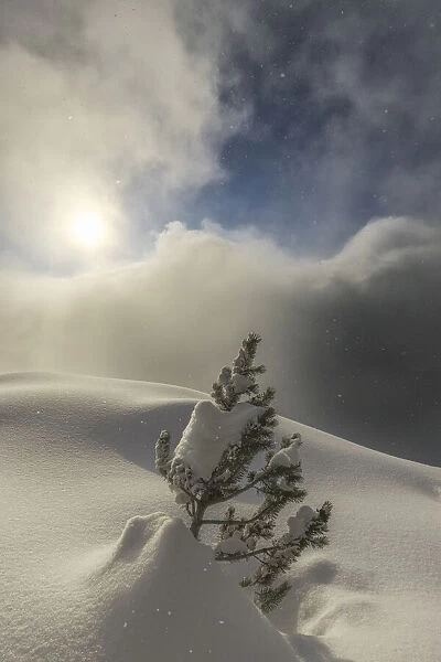 The sun illuminates small pine tree during a snowfall, Valmalenco, Valtellina, Lombardy