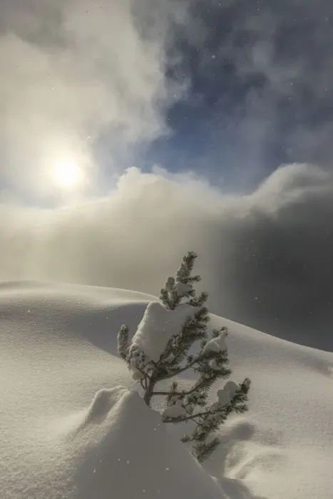 Framed Print : The sun illuminates small pine tree during a snowfall, Valmalenco, Valtellina, Lombardy Framed Print : The sun illuminates small pine tree during a snowfall, Valmalenco, Valtellina, Lombardy
