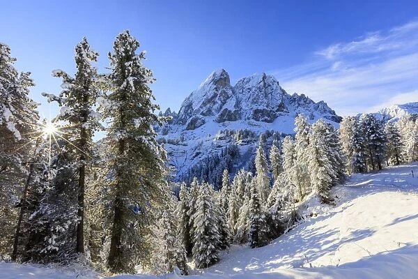 The sun illuminates the snowy trees and Sass De Putia in the background, Passo Delle Erbe