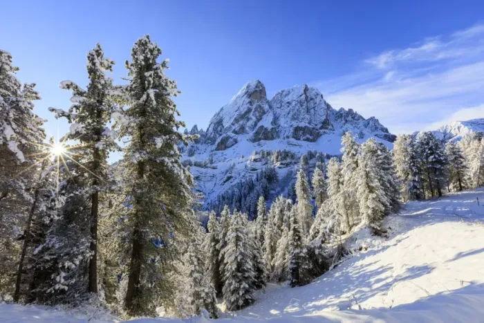 Framed Print : The sun illuminates the snowy trees and Sass De Putia in the background, Passo Delle Erbe Framed Print : The sun illuminates the snowy trees and Sass De Putia in the background, Passo Delle Erbe