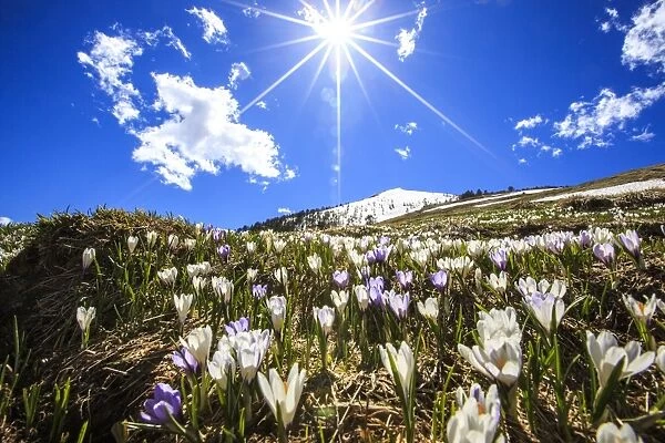 The sun illuminating the crocus blooming by the Cima della Rosetta with its peak still covered in snow, Lombardy, Italy, Europe