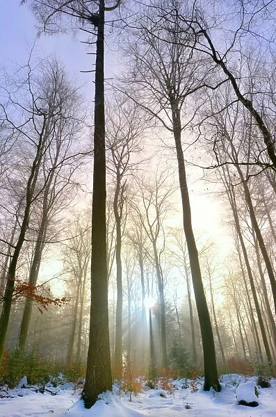 The sun sending its rays through the trees of a the snowy forest at Koenigstuhl Mountain
