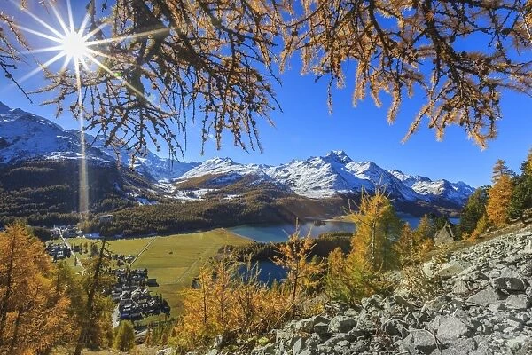 The sun shines through the branches of larch trees overlooking the village of Sils im Engadin with its famous lake, Engadine, Graubunden, Swiss Alps, Switzerland, Europe