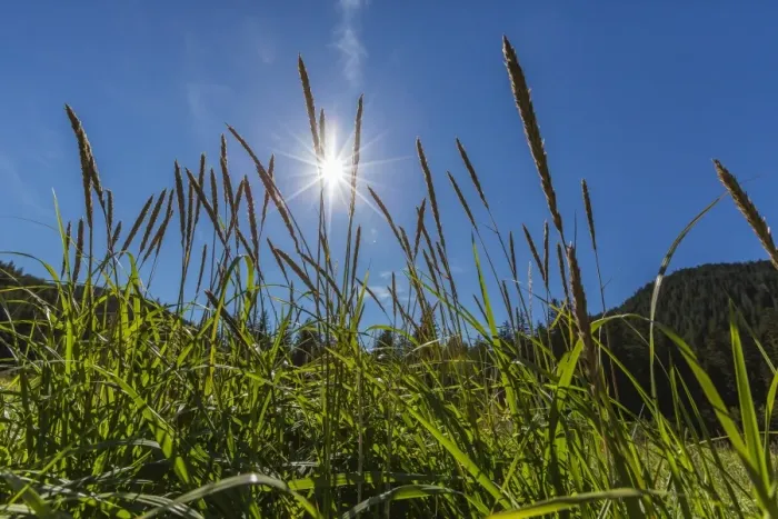 Framed Print : Sun shining through grass on Chichagof Island, Southeast Alaska, United States of America, North America Framed Print : Sun shining through grass on Chichagof Island, Southeast Alaska, United States of America, North America