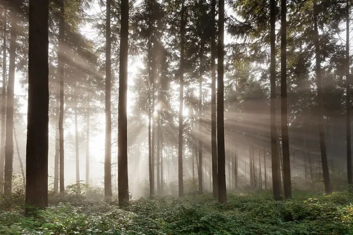 Framed Print : Sunbeams in a forest, Moselle Valley, Rhineland-Palatinate, Germany, Europe Framed Print : Sunbeams in a forest, Moselle Valley, Rhineland-Palatinate, Germany, Europe