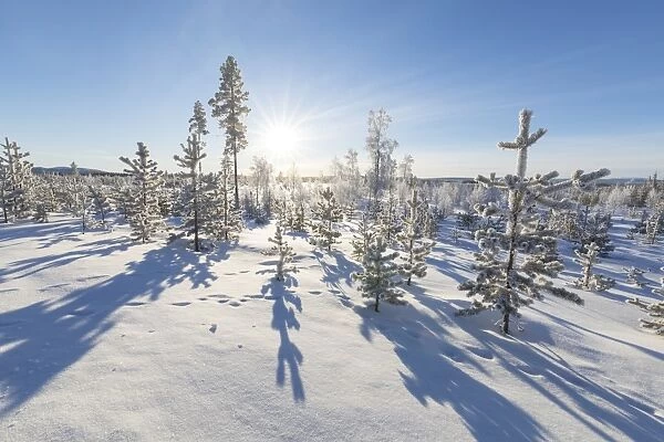 Sunburst on frozen trees covered with snow, Kiruna, Norrbotten County, Lapland, Sweden