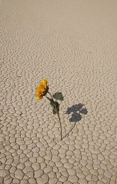 Sunflower in dried land