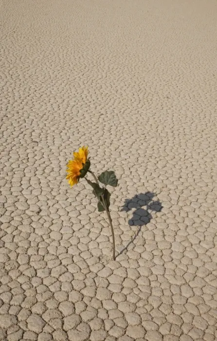 Framed Print : Sunflower in dried land Framed Print : Sunflower in dried land