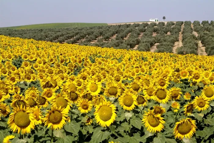 Framed Print : Sunflower field near Cordoba, Andalusia, Spain, Europe Framed Print : Sunflower field near Cordoba, Andalusia, Spain, Europe