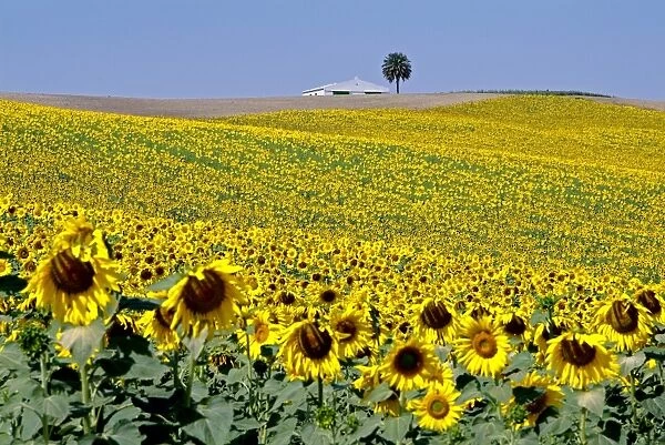 Sunflower field near Cordoba, Andalusia, Spain, Europe