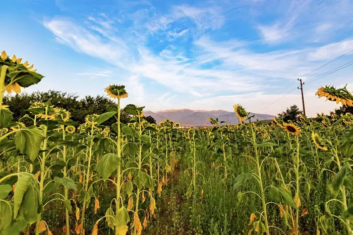 Framed Print : Sunflower fields near Rila, Bulgaria, Europe Framed Print : Sunflower fields near Rila, Bulgaria, Europe