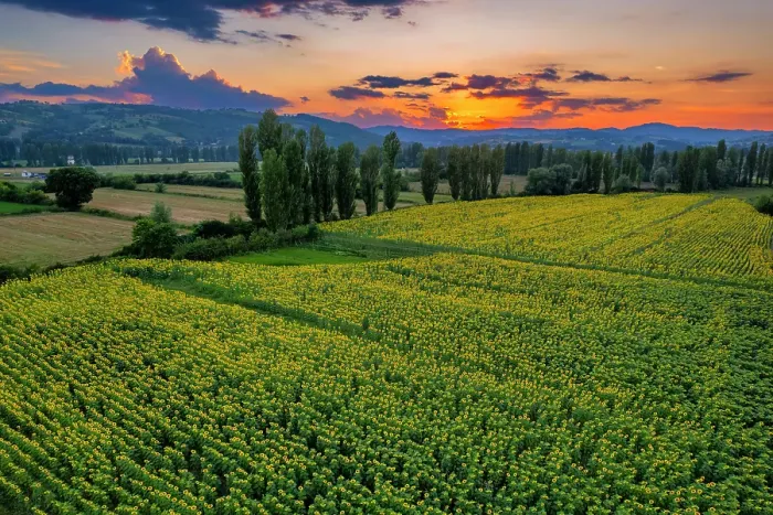 Framed Print : Sunflower fields at sunset, Gubbio, Umbria, Italy Framed Print : Sunflower fields at sunset, Gubbio, Umbria, Italy
