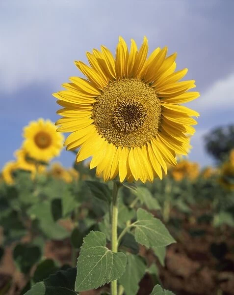 Sunflower in France, Europe