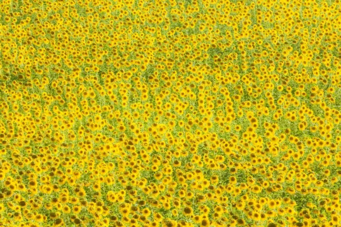 Framed Print : Sunflower (Helianthus) fields, Andalucia, Spain, Europe Framed Print : Sunflower (Helianthus) fields, Andalucia, Spain, Europe