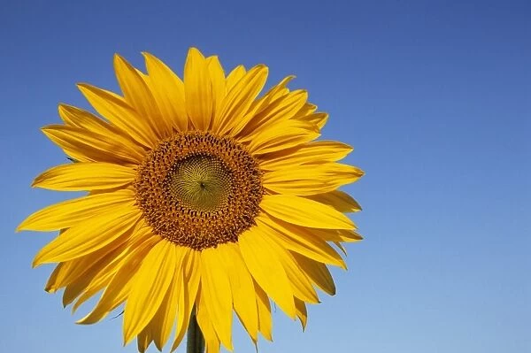 Sunflower, Helianthus spec