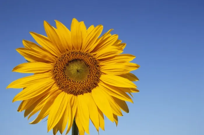 Framed Print : Sunflower, Helianthus spec Framed Print : Sunflower, Helianthus spec