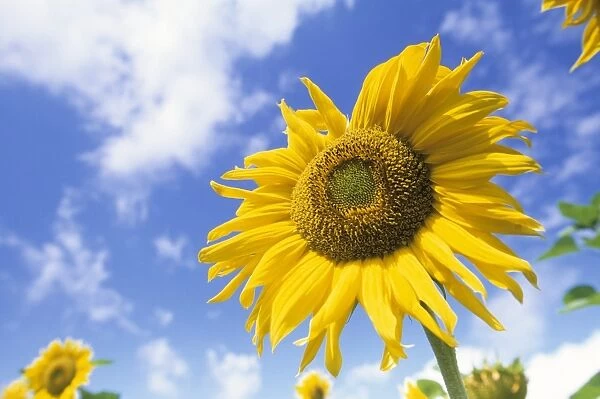 Sunflower, Helianthus species