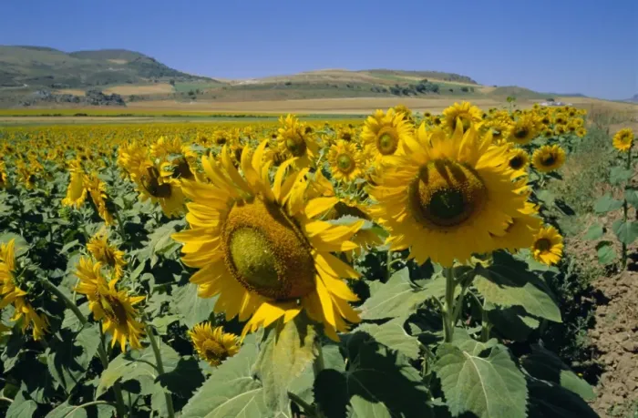 Framed Print : Sunflowers Framed Print : Sunflowers