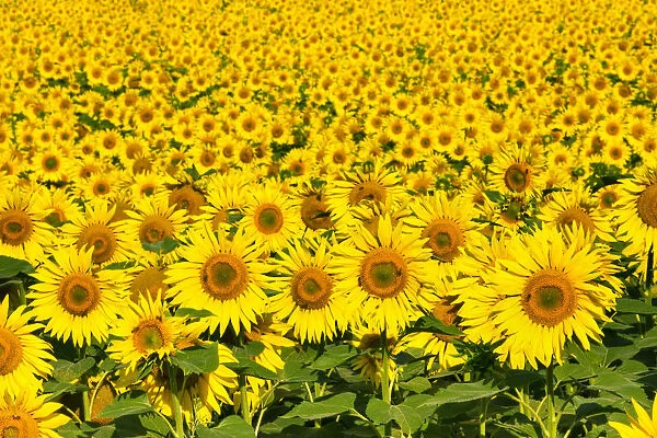 Sunflowers, Austria, Europe