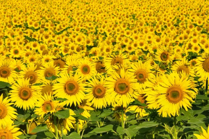 Framed Print : Sunflowers, Austria, Europe Framed Print : Sunflowers, Austria, Europe