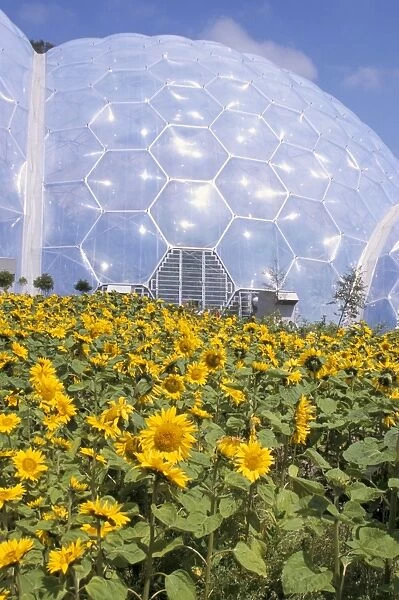 Sunflowers in front of biome, Eden Project, St. Austell, Cornwall, England