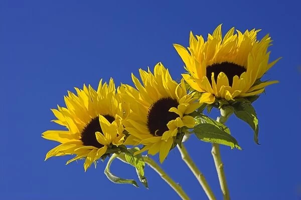 Three sunflowers blooms, Helianthus annuus, United Kingdom, Europe