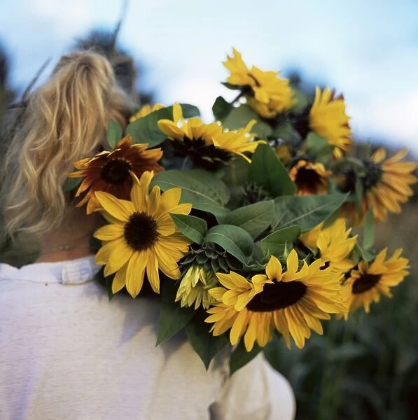 Sunflowers being carried by grower