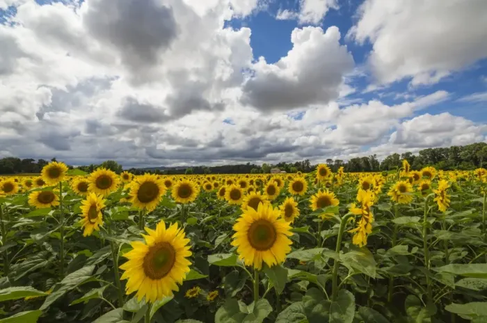 Framed Print : Sunflowers and clouds in the rural landscape of Senigallia, Province of Ancona, Marche Framed Print : Sunflowers and clouds in the rural landscape of Senigallia, Province of Ancona, Marche